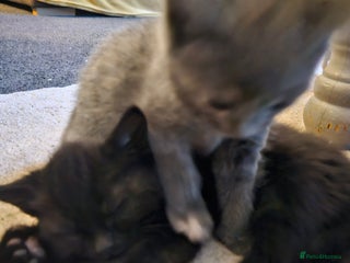 Mixed Breed cats 6 kittens for sale, ready now - Advert 3