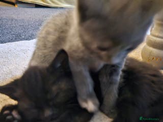 Mixed Breed cats 6 kittens for sale, ready now - Advert 21