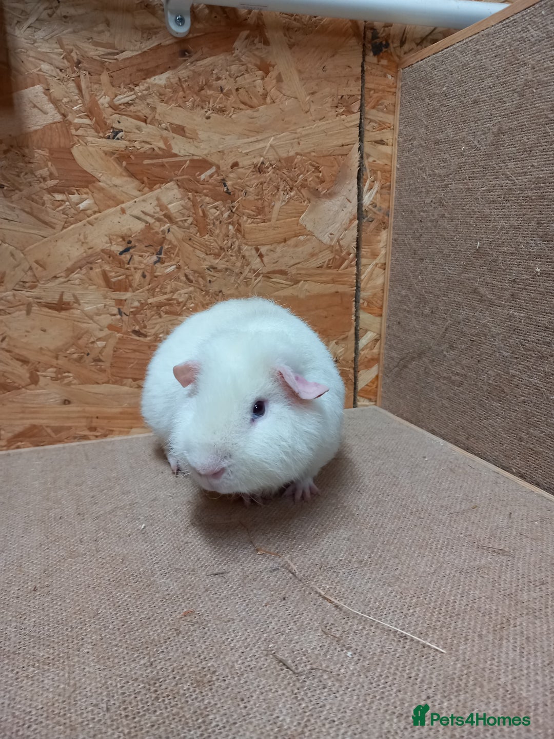 Guinea Pig rodents for sale: Teddy guinea pigs  - Advert 3