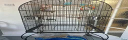Parrots birds for sale: Pair of Blue Budgies for £150 in Birmingham - Advert 8