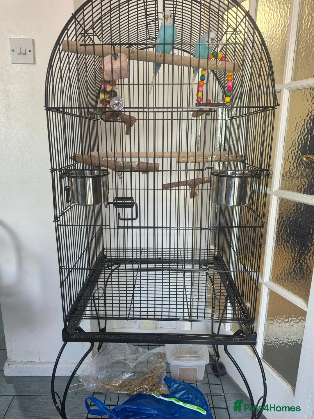 Parrots birds for sale: Pair of Blue Budgies for £150 in Birmingham - Advert 8
