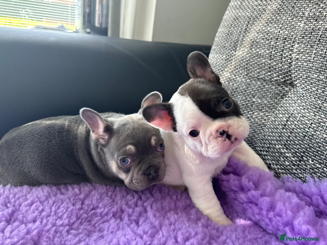 French Bulldog dogs for sale: STUNNING FRENCH BULLDOG PUPPIES - Advert 2