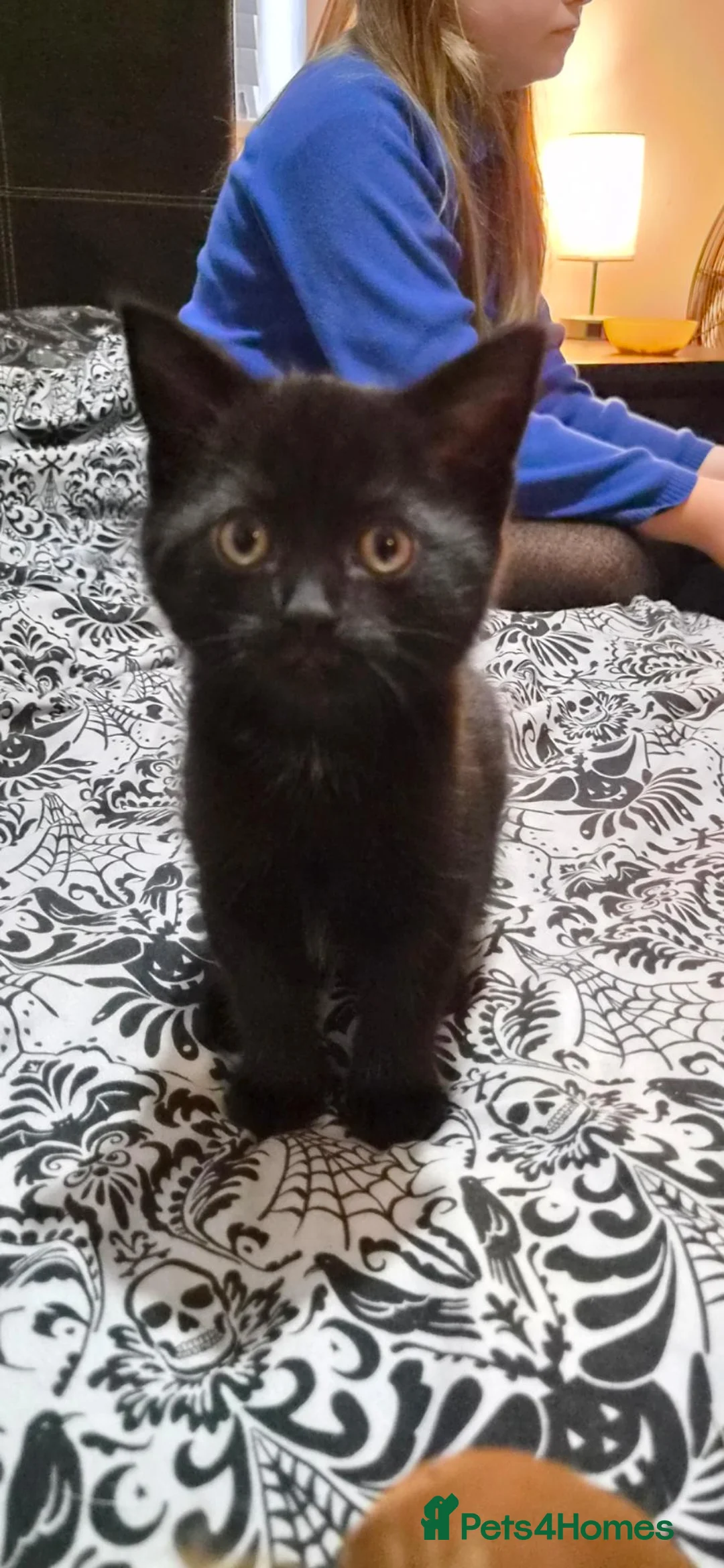 Mixed Breed cats for sale: Very sweet little female kitten  - Advert 2