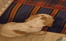 Cocker Spaniel dogs for sale: KC registered Orange Roan Cocker Spaniels - Image 2
