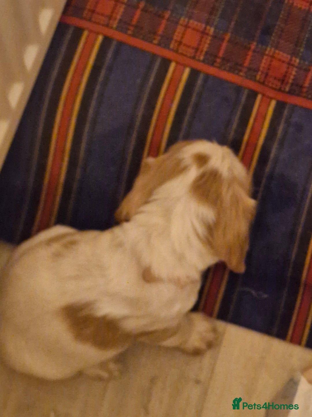 Cocker Spaniel dogs for sale: KC registered Orange Roan Cocker Spaniels - Image 2