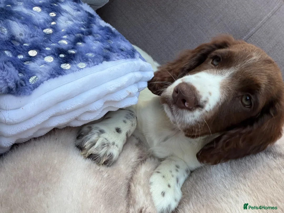 Cocker Spaniel dogs for sale:  Puppy Oskar Looking for His Forever Home!  - Advert 4