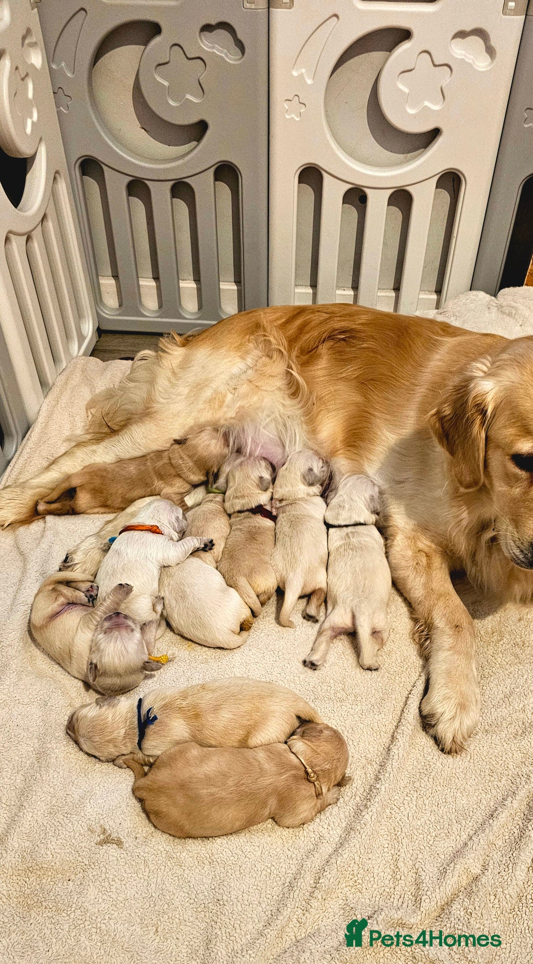 Golden Retriever dogs for sale: 5* Golden retriver puppies - Advert 3