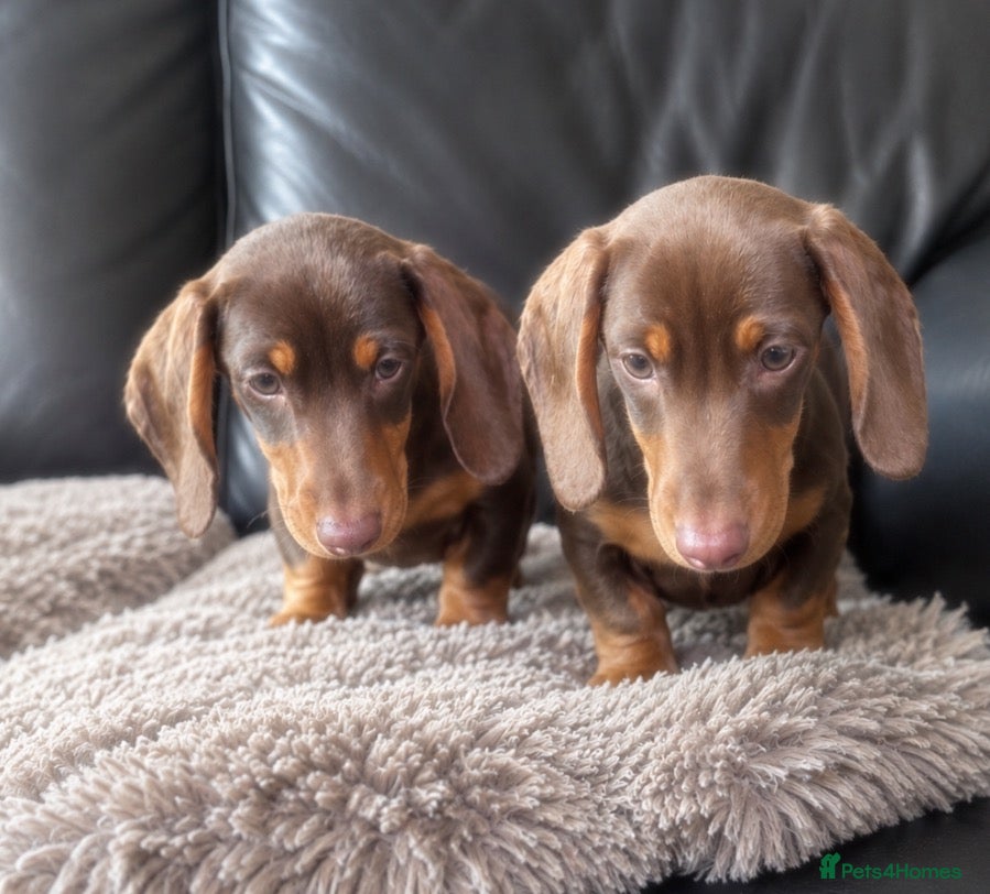Miniature Dachshund dogs Miniature dachshunds  - Advert 1