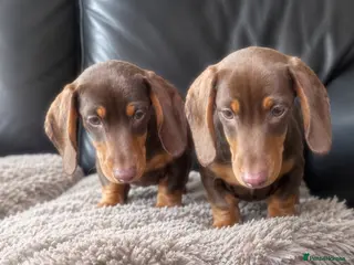Miniature Dachshund dogs Miniature dachshunds - Advert 1