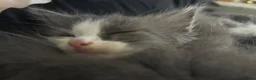 Turkish Angora cats for sale: Last fluffy angora girl - Advert 4