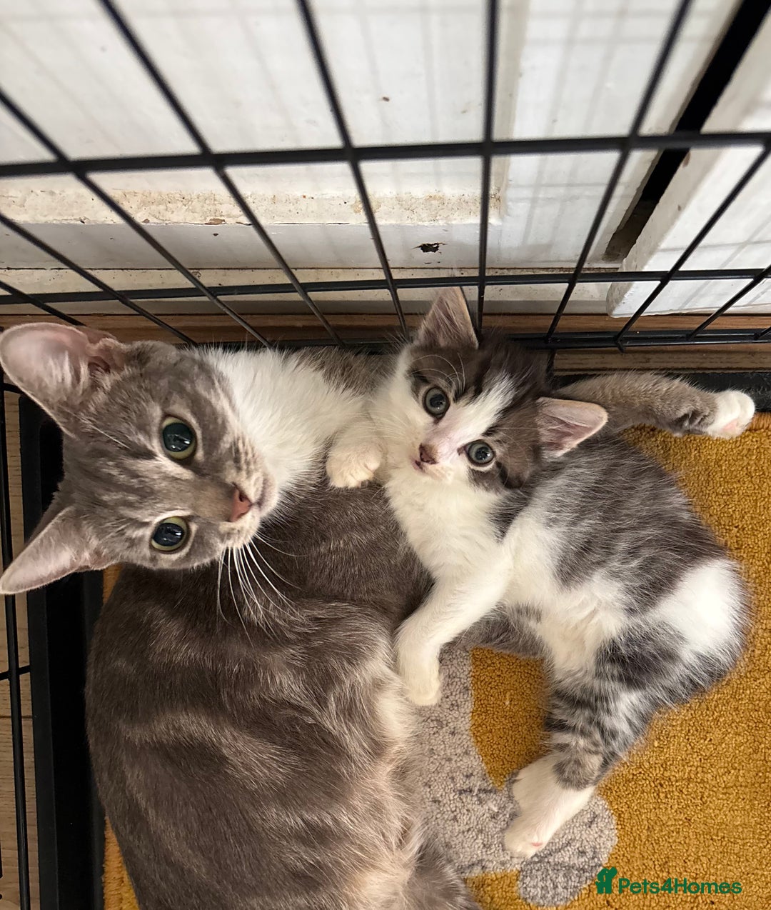 Mixed Breed cats for sale: Last Beautiful Kitten looking for a new home - Image 1