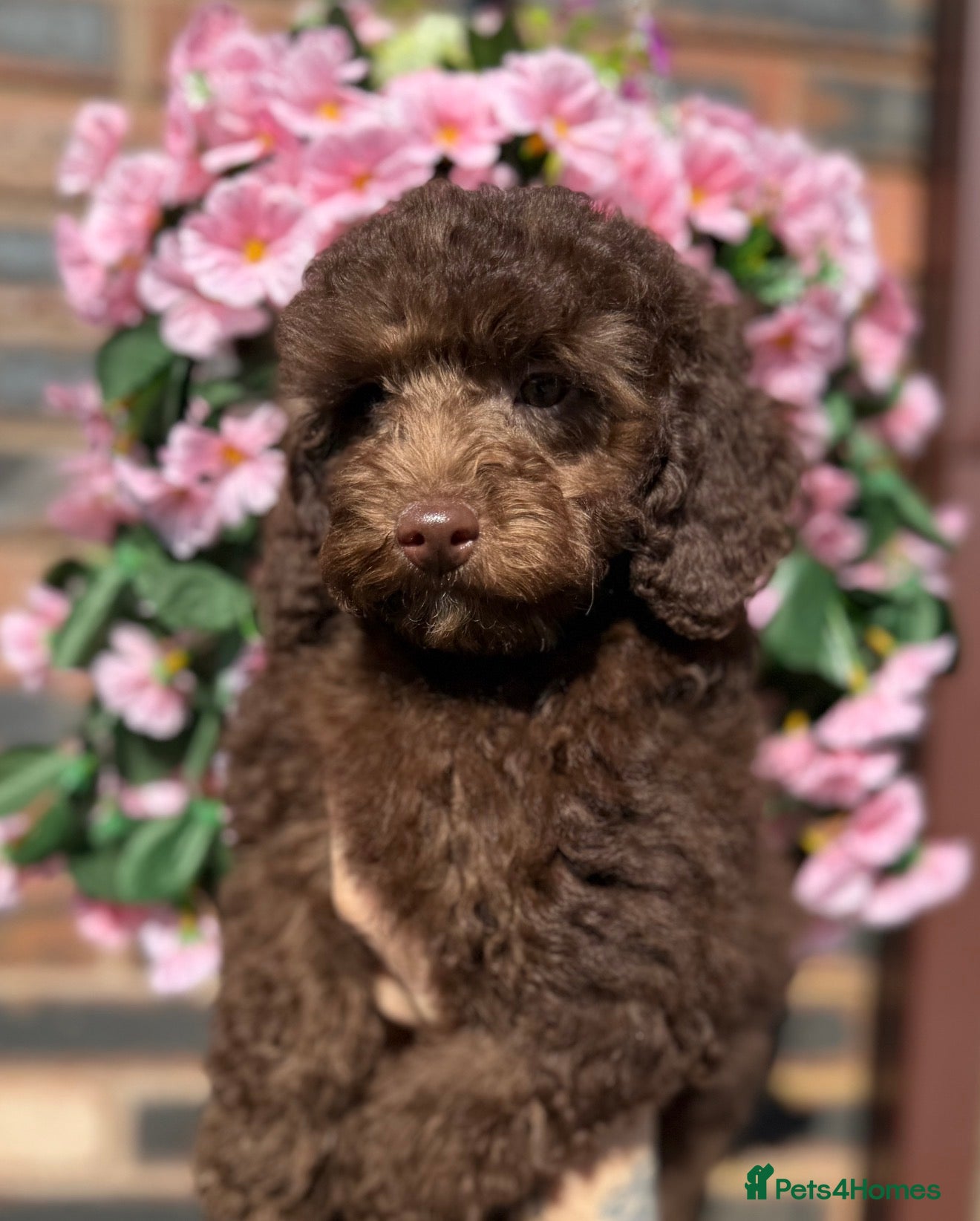 Miniature Poodle dogs 🩷💜Stunning Chocolate Mini Poodle Girls💛💜 - Advert 14