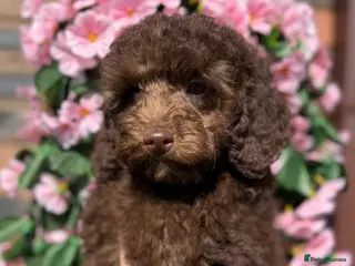 Miniature Poodle dogs 🩷💜Stunning Chocolate Mini Poodle Girls💛💜 - Advert 14