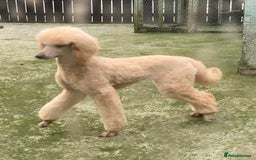 Goldendoodle dogs for sale: 💛F1 Castlecorrie Goldendoodle💛 - Advert 1