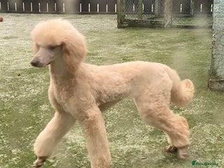 Goldendoodle dogs 💛F1 Castlecorrie Goldendoodle💛 - Advert 4