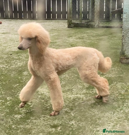 Goldendoodle dogs 💛F1 Castlecorrie Goldendoodle💛 - Advert 1