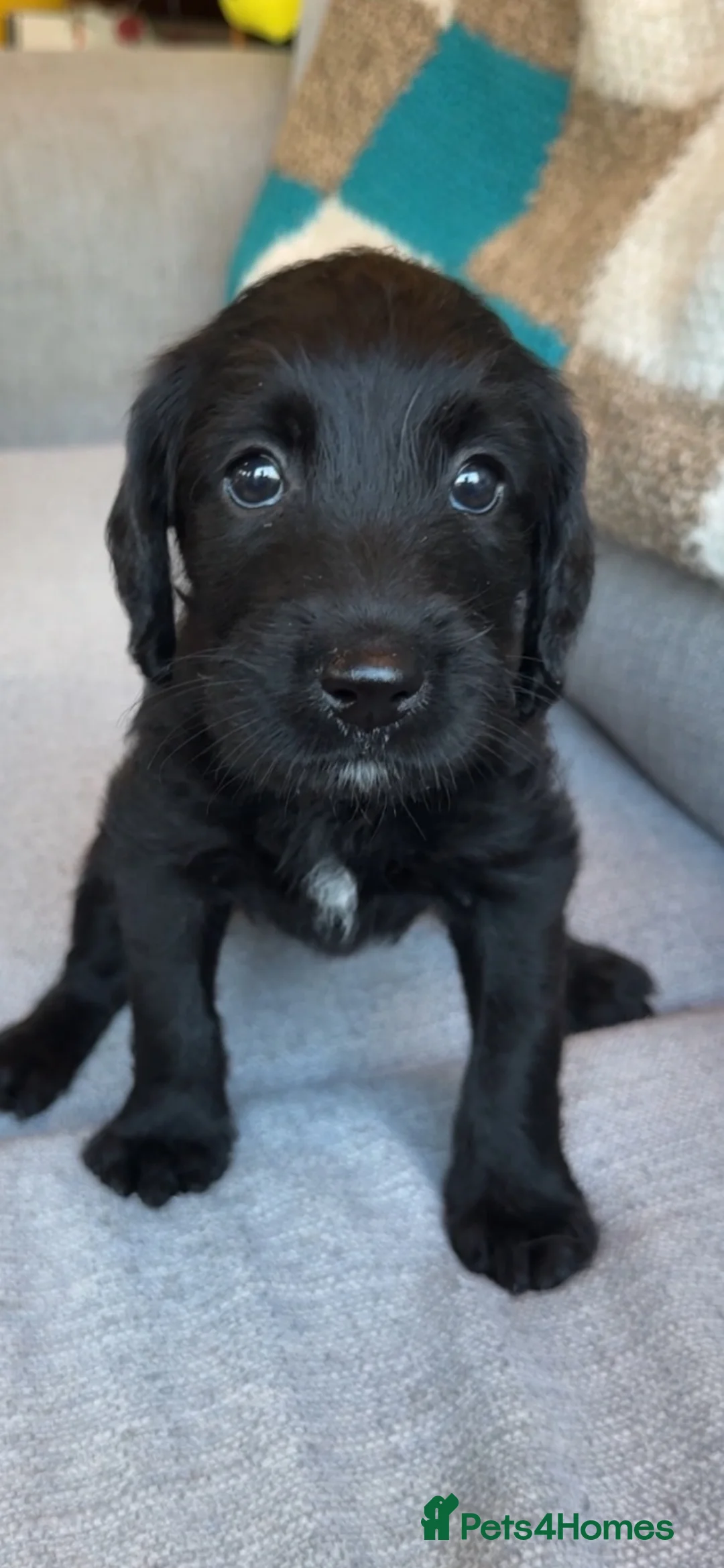 Labradoodle dogs for sale: Labrador x poodle Puppy looking for home!  - Advert 38