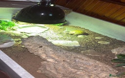 Tortoise reptiles for sale: Horsefield tortoise full set up - Image 7