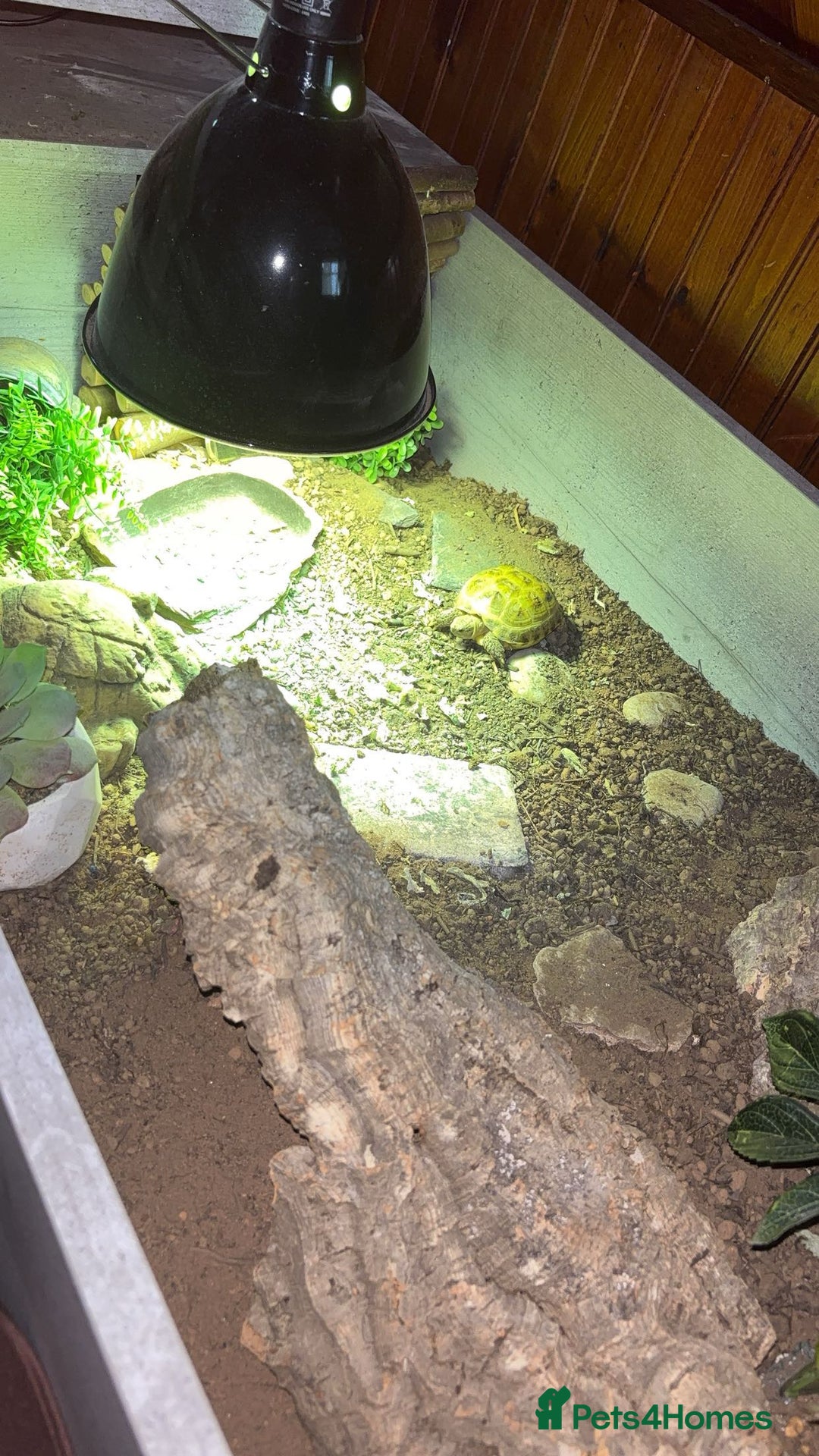 Tortoise reptiles for sale: Horsefield tortoise full set up - Image 7