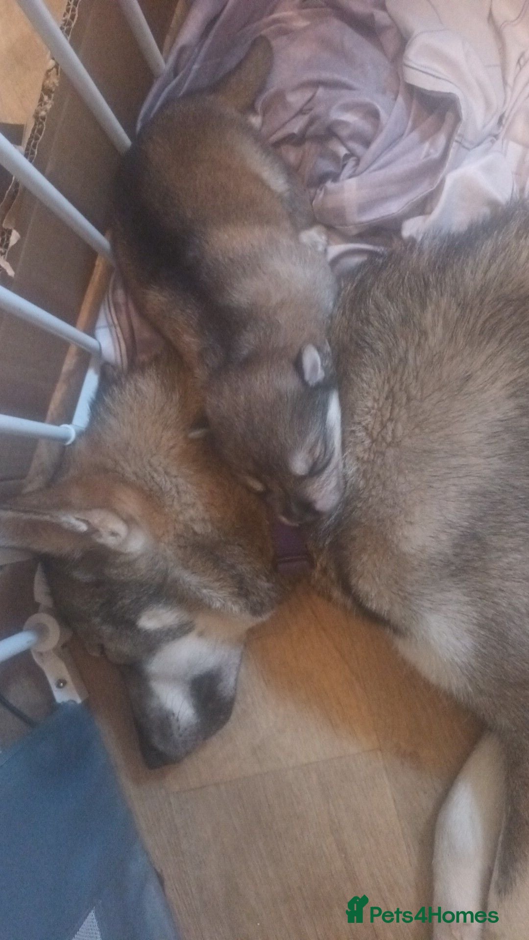 Mixed Breed dogs 2 female pups left wolfdog x german shepherd h - Advert 1