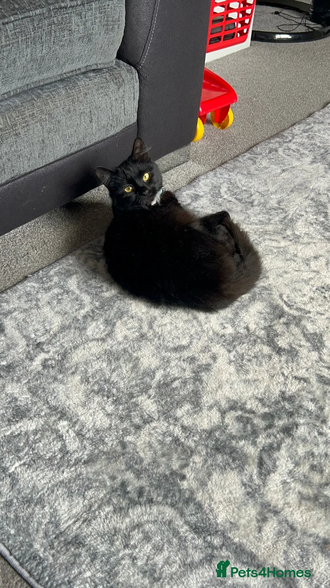 Domestic Shorthair cats for sale: Short haird kitten for sale - Advert 3
