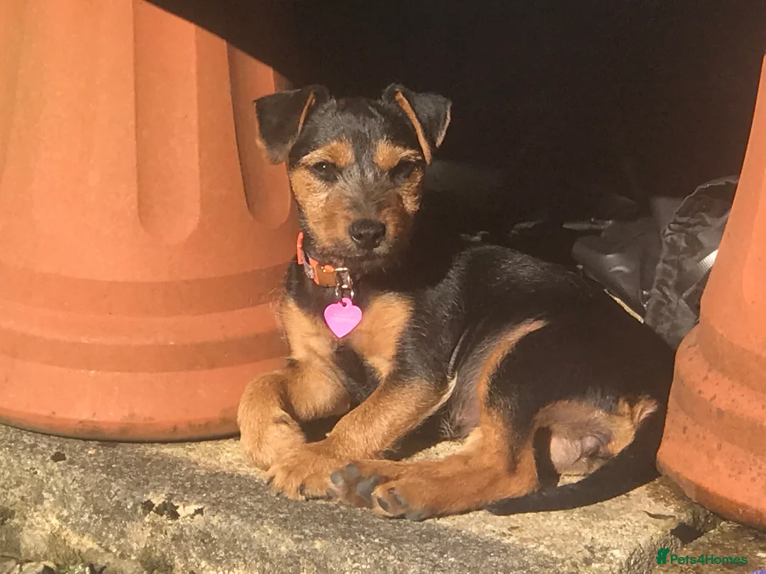 Jack Russell dogs for sale: Lovely, Lively Jack Russell puppies in Pontypool - Advert 1