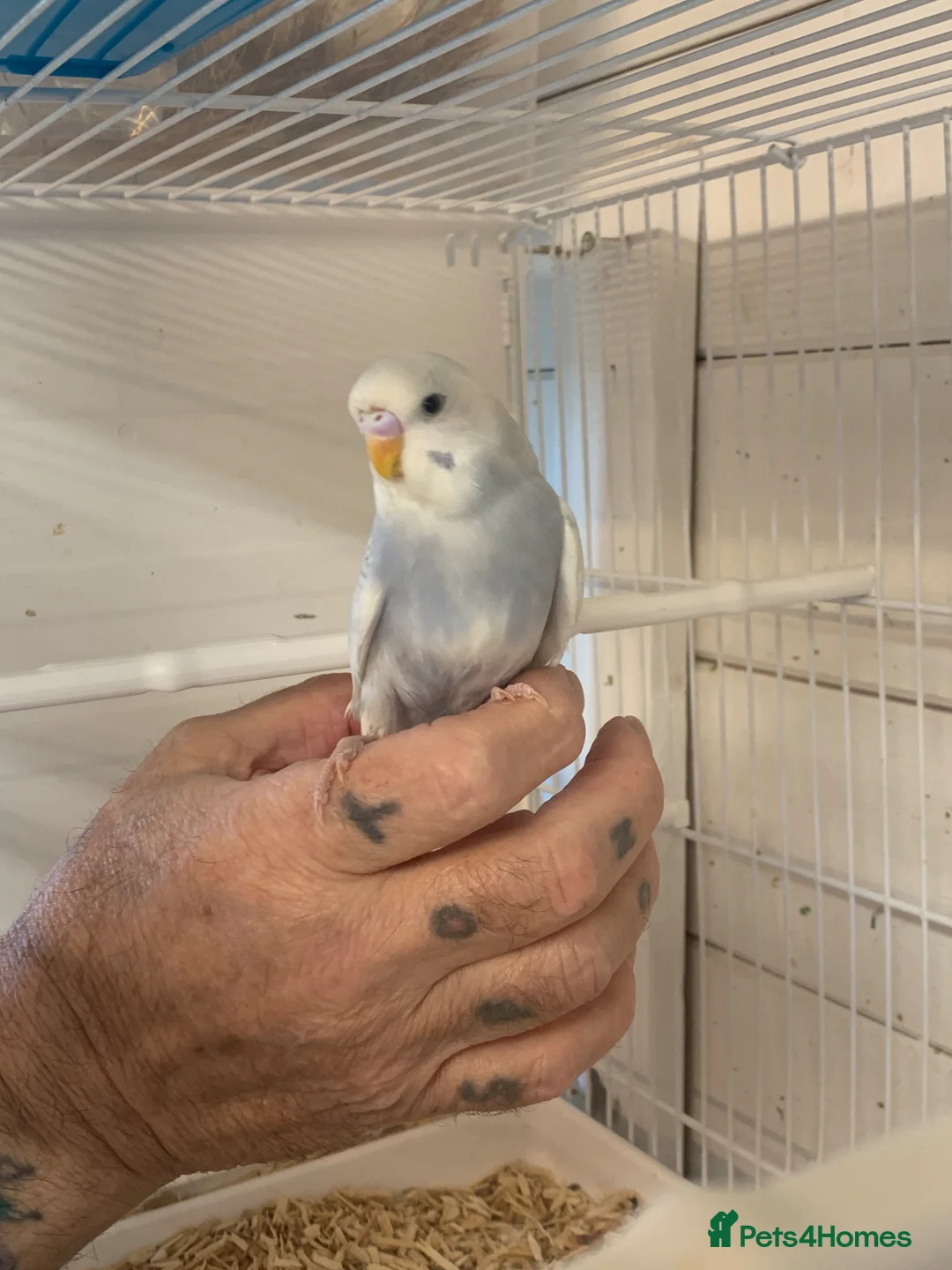 Budgerigars birds for sale: Budgie finger tame - Advert 1