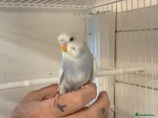 Budgerigars birds Budgie finger tame - Advert 4