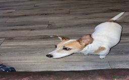 Jack Russell dogs for sale: Jack Russel pup 🐶  - Image 5