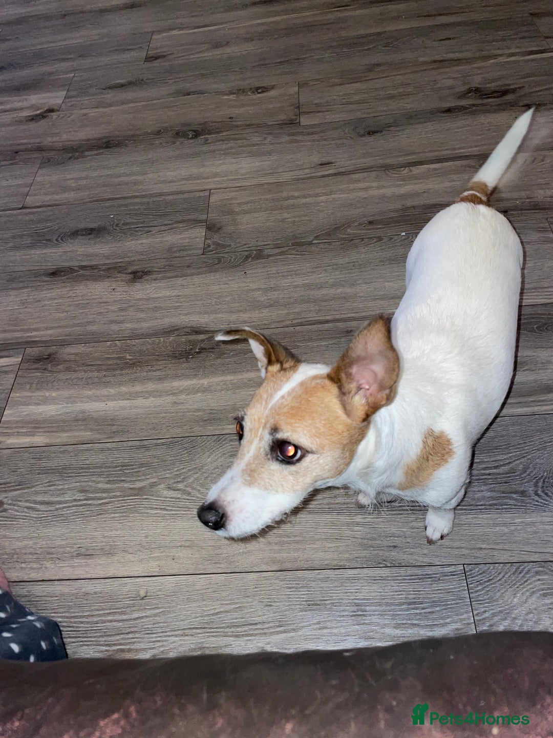Jack Russell dogs for sale: Jack Russel pup 🐶  - Image 5