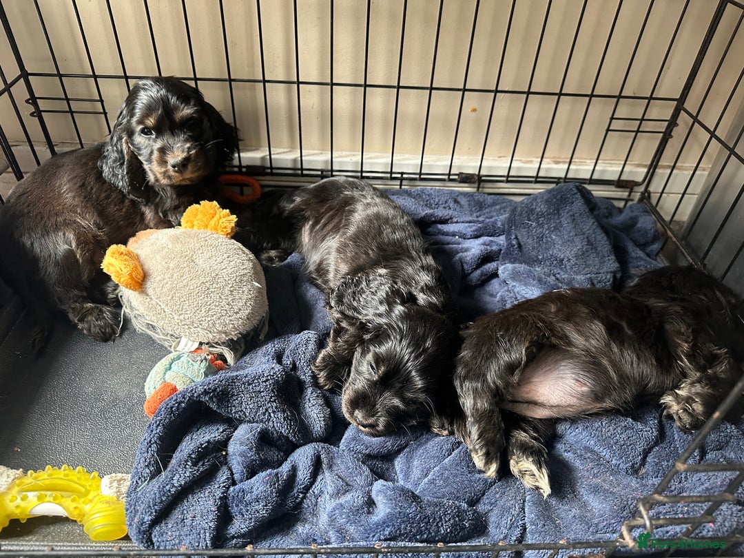 Cocker Spaniel dogs for sale: ⭐️⭐️⭐️⭐️⭐️5 star licenced breeder  cockerspaniels - Image 14