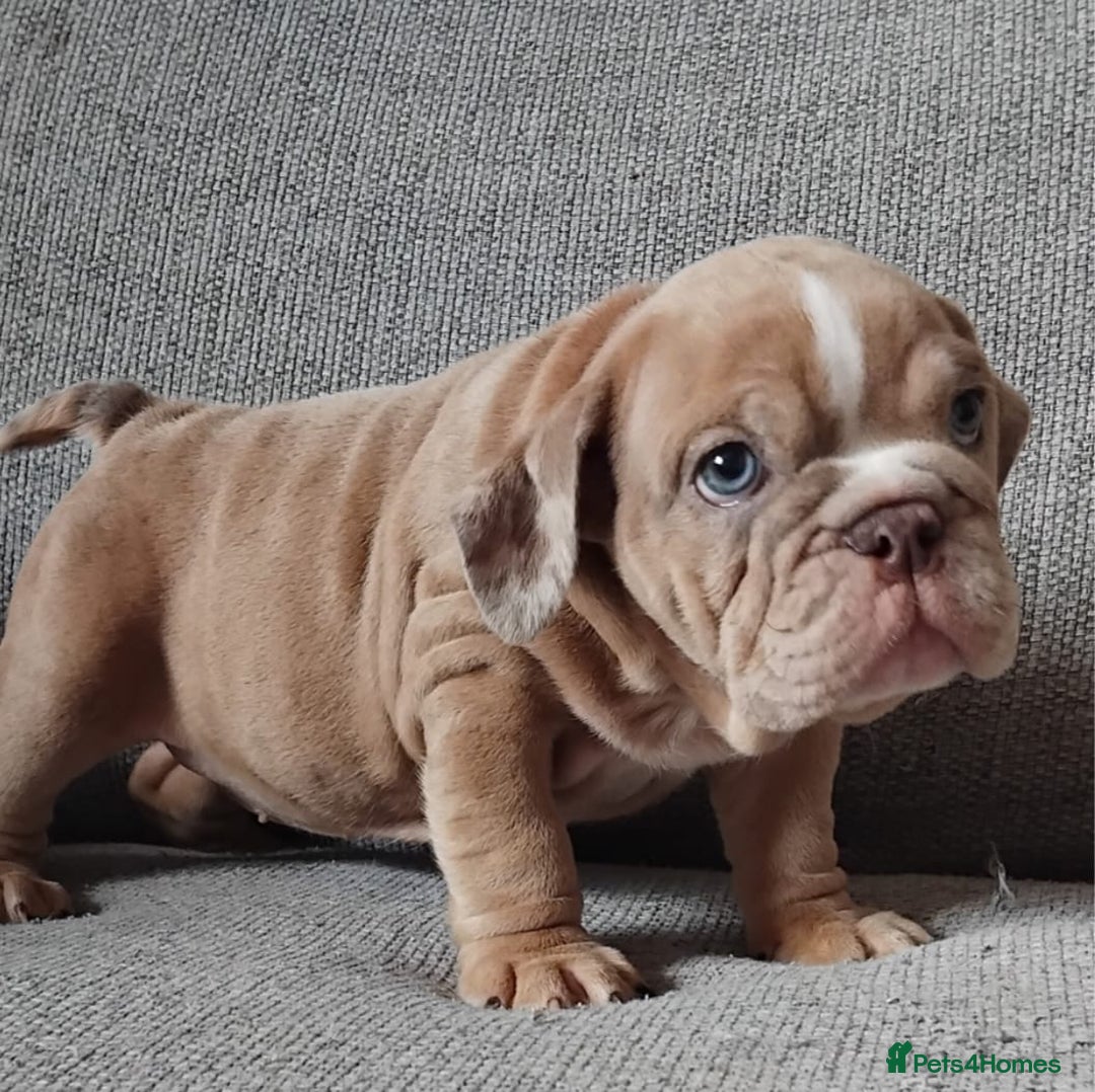 English Bulldog dogs for sale: Beautiful English Bulldog Puppies - Image 12