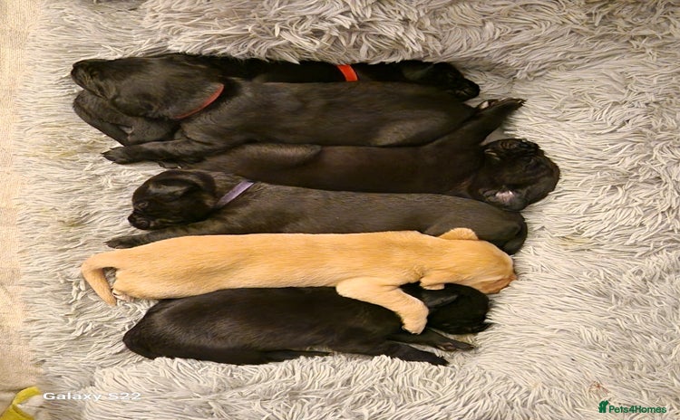 Labrador Retriever dogs KC registered Working Labradors  - Advert 1