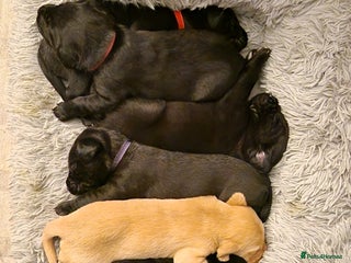 Labrador Retriever dogs KC reg Working Labradors Yellow & Black - Advert 9