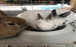 Netherland Dwarf rabbits for sale: Gorgeous Netherland Dwarf Rabbits 6 left 🐰 - Image 20