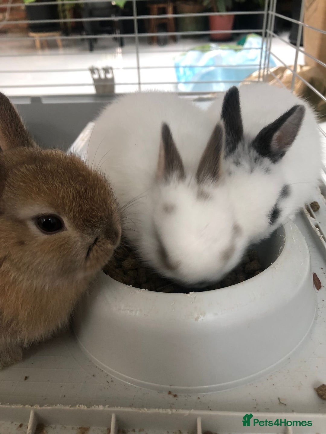 Netherland Dwarf rabbits for sale: Gorgeous Netherland Dwarf Rabbits 6 left 🐰 - Image 20