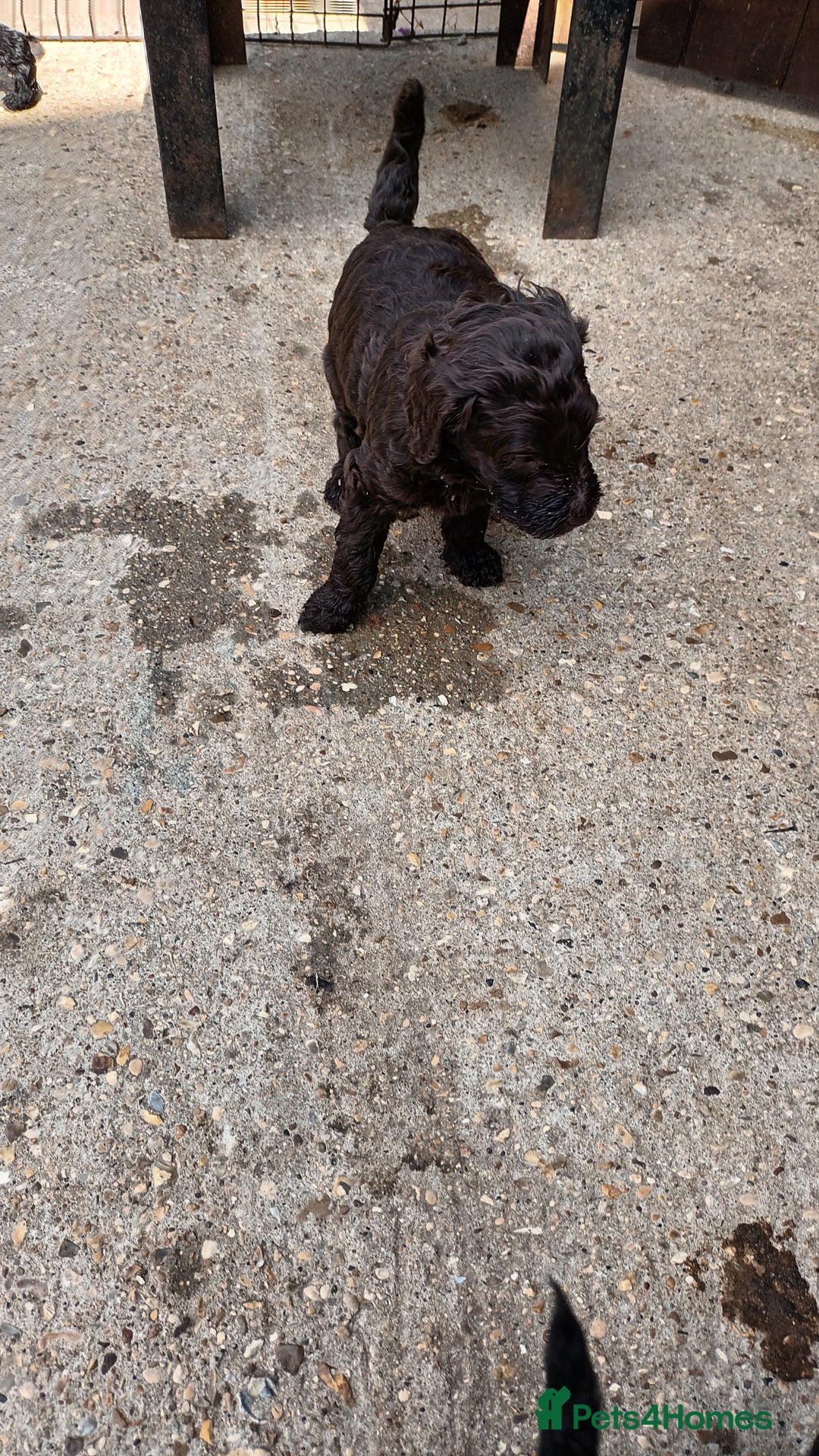 Labradoodle dogs for sale: F,1,B Standard labradoodles - Image 2