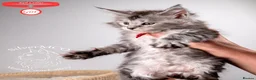 Maine Coon cats for sale: 💚Stunning XL TICA-registered Maine Coon Kittens  - Advert 8