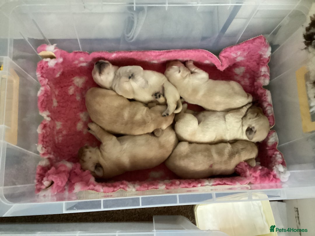 Labrador Retriever dogs for sale:  Yellow show puppies for sale to the right home - Image 5