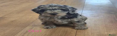 Cockapoo 3
