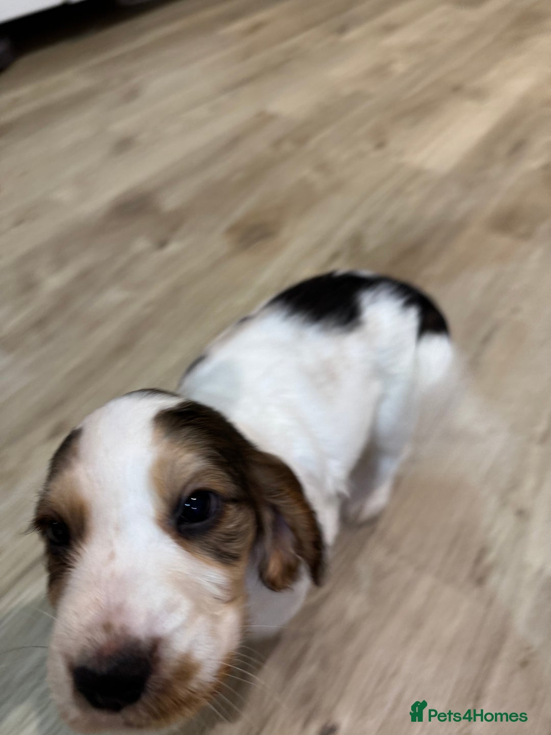 Cocker Spaniel dogs for sale: Fantastic Show / Working Cocker Spaniels - Advert 40