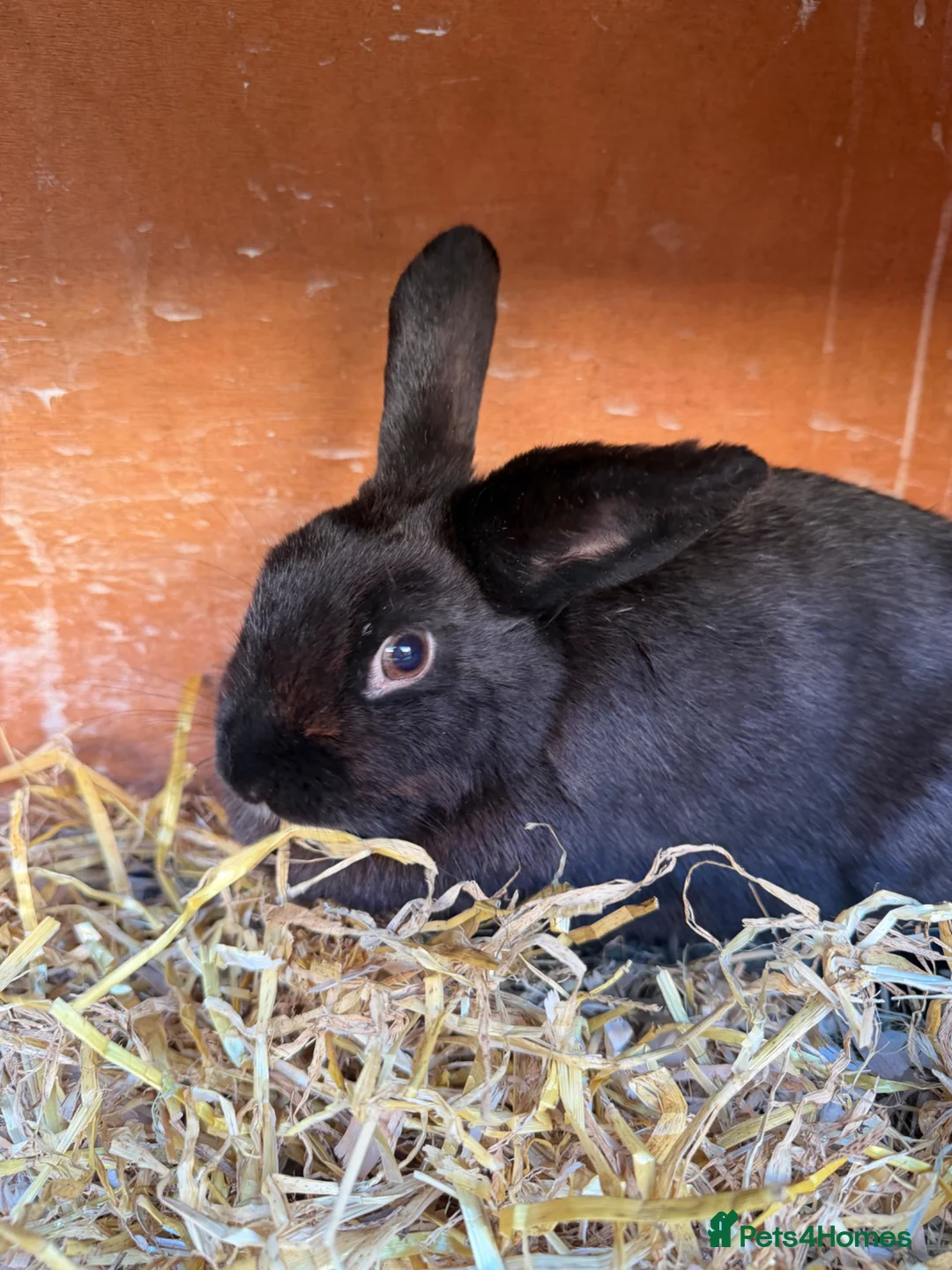 Mixed Breed rabbits for sale: Mixed rabbits for sale  - Advert 8