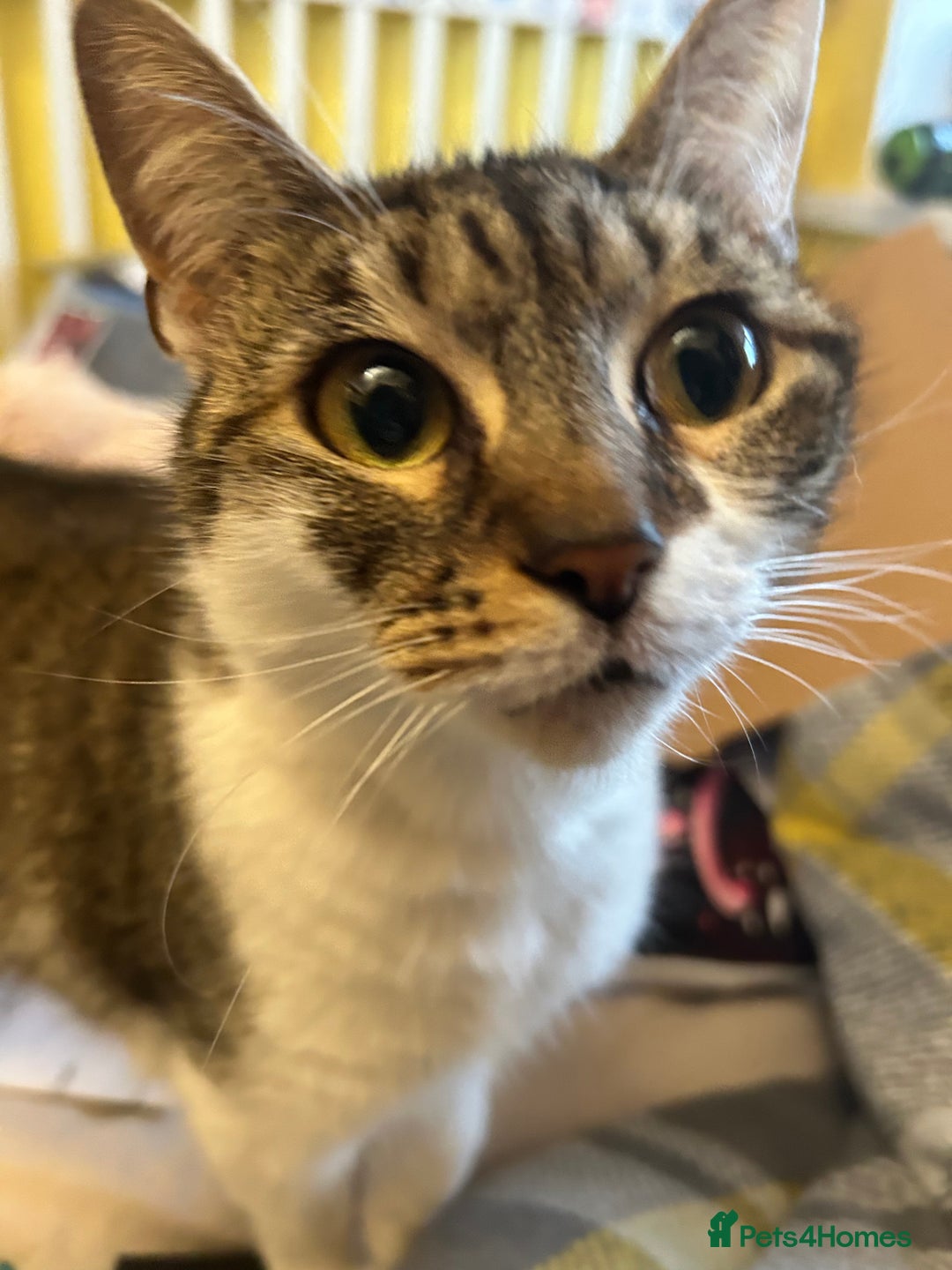 Domestic Shorthair cats for sale: Tinks  - Image 2