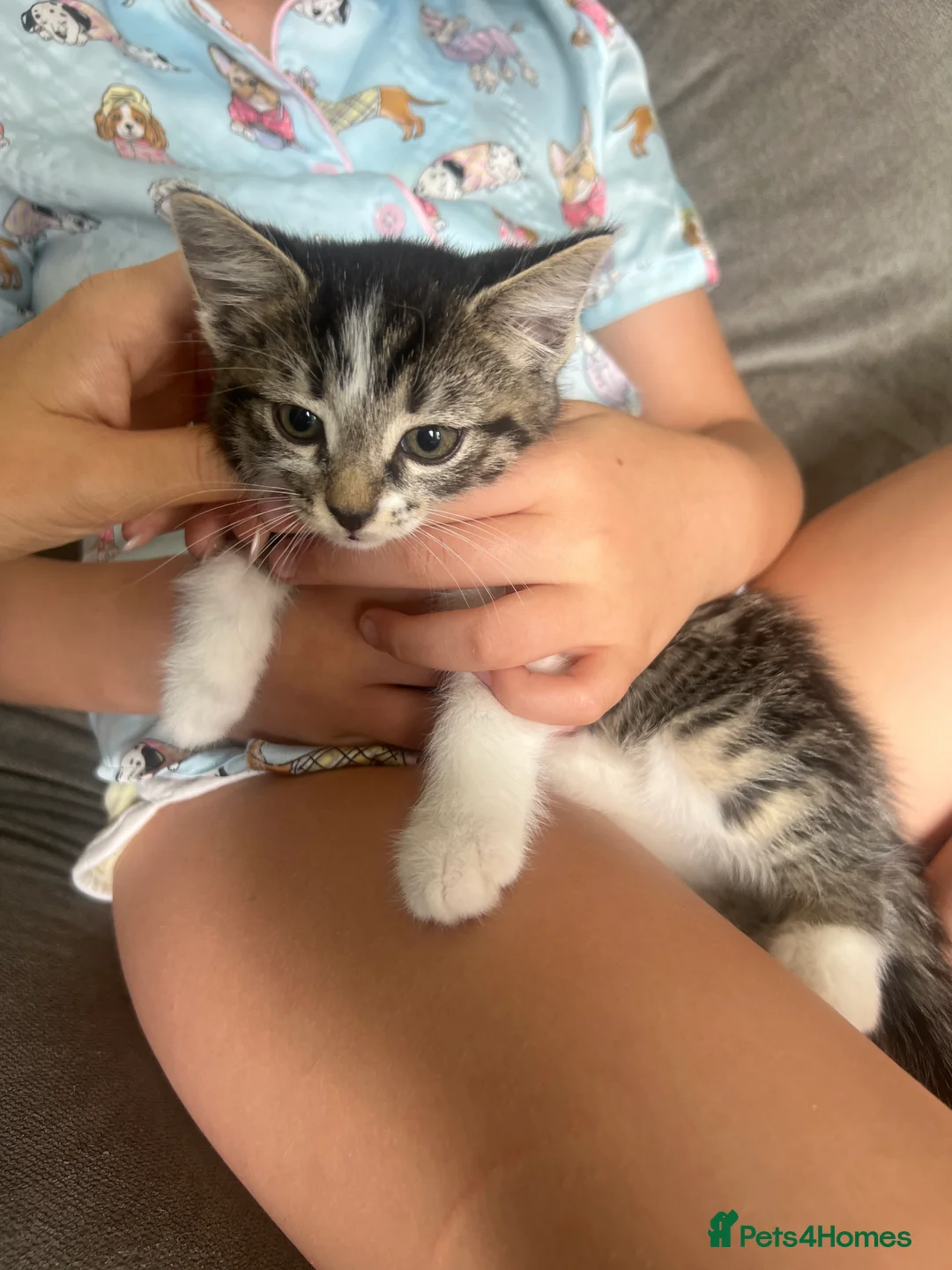 Mixed Breed cats for sale: 4 babies for sale  - Advert 5