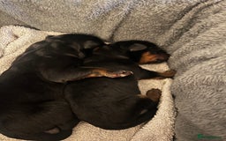 Mixed Breed dogs for sale: Rottweiler x German shepherd male puppies - Image 1