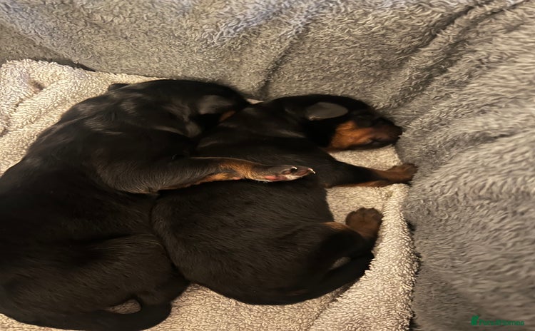 Mixed Breed dogs - Advert 1