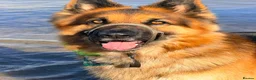 German Shepherd dogs for sale: German Shepherd Puppies in Northwich - Advert 14