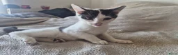 Mixed Breed cats for sale: Cheeky harlequin kittens - Advert 13