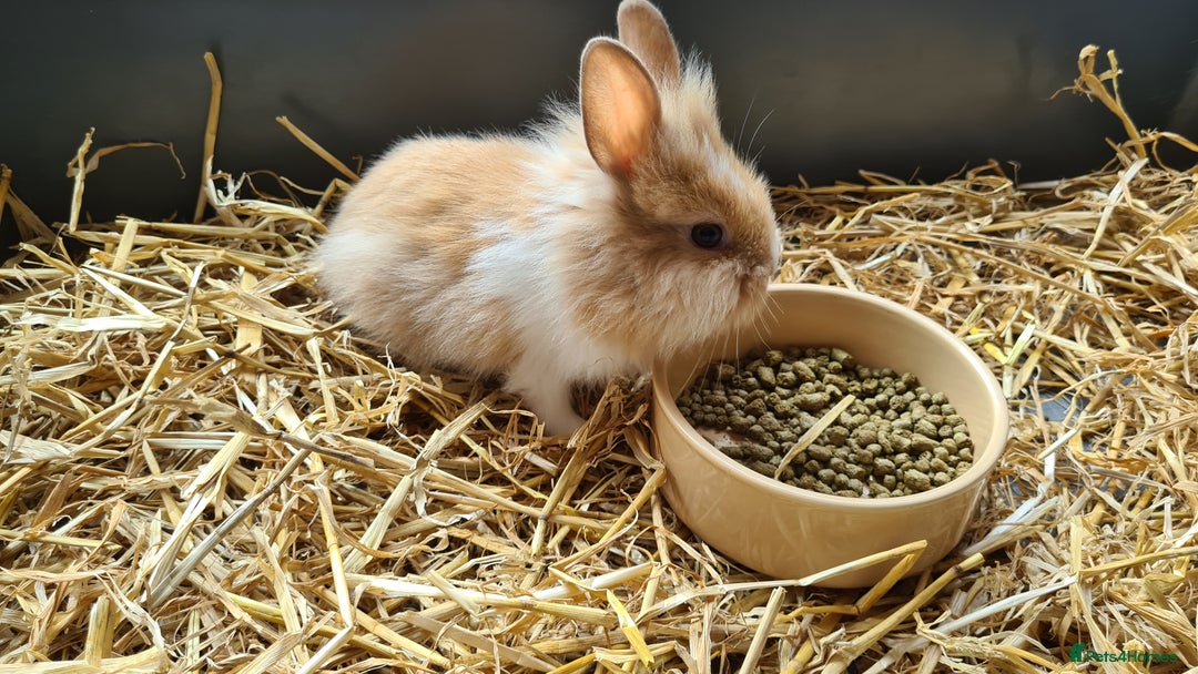Lionhead rabbits for sale: Gorgeous Baby Lionhead Bunnies - Image 7