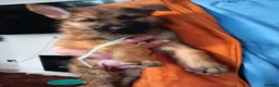 German Shepherd dogs for sale: Ready 2 go.!! Full blooded German shepherds.  in Billingham - Advert 8